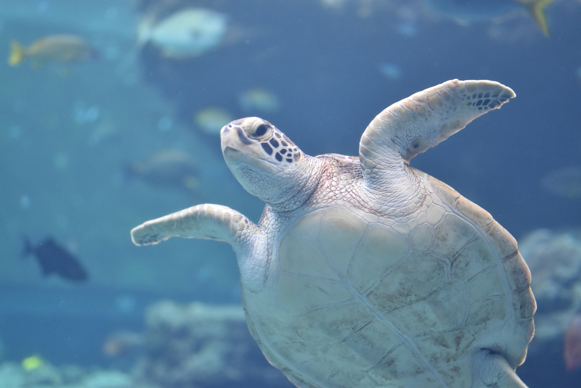 沖縄ドライブ旅行はこの一本で完璧！エリア別おすすめモデルコースをプロが徹底解説