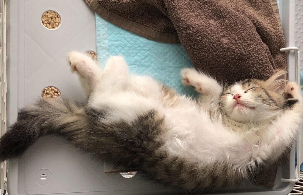 初めての猫連れドライブ|準備から注意点まで完全ガイド