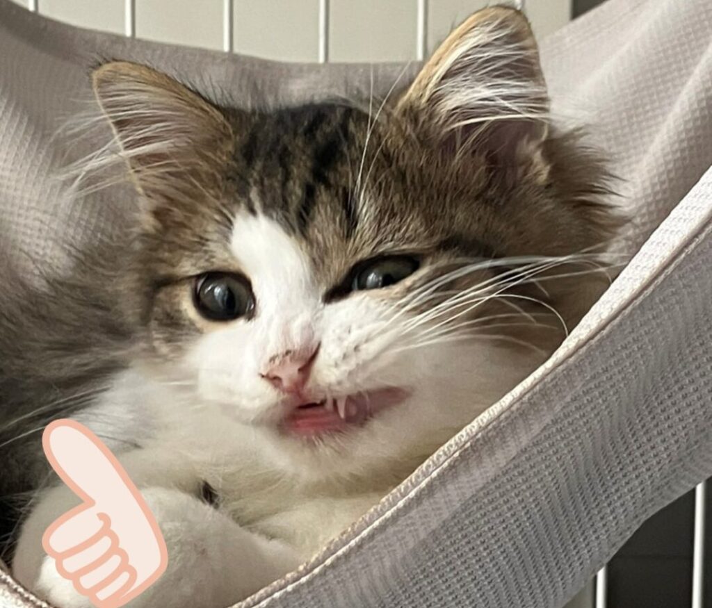 いいねをする猫